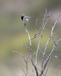 Black throated Sparrow 1449